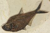 Green River Fossil Fish Mural with Giant Diplomystus #342451-3